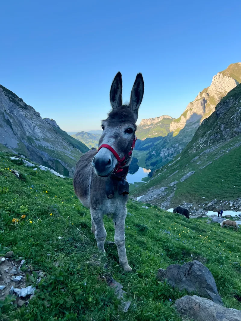 Säntis